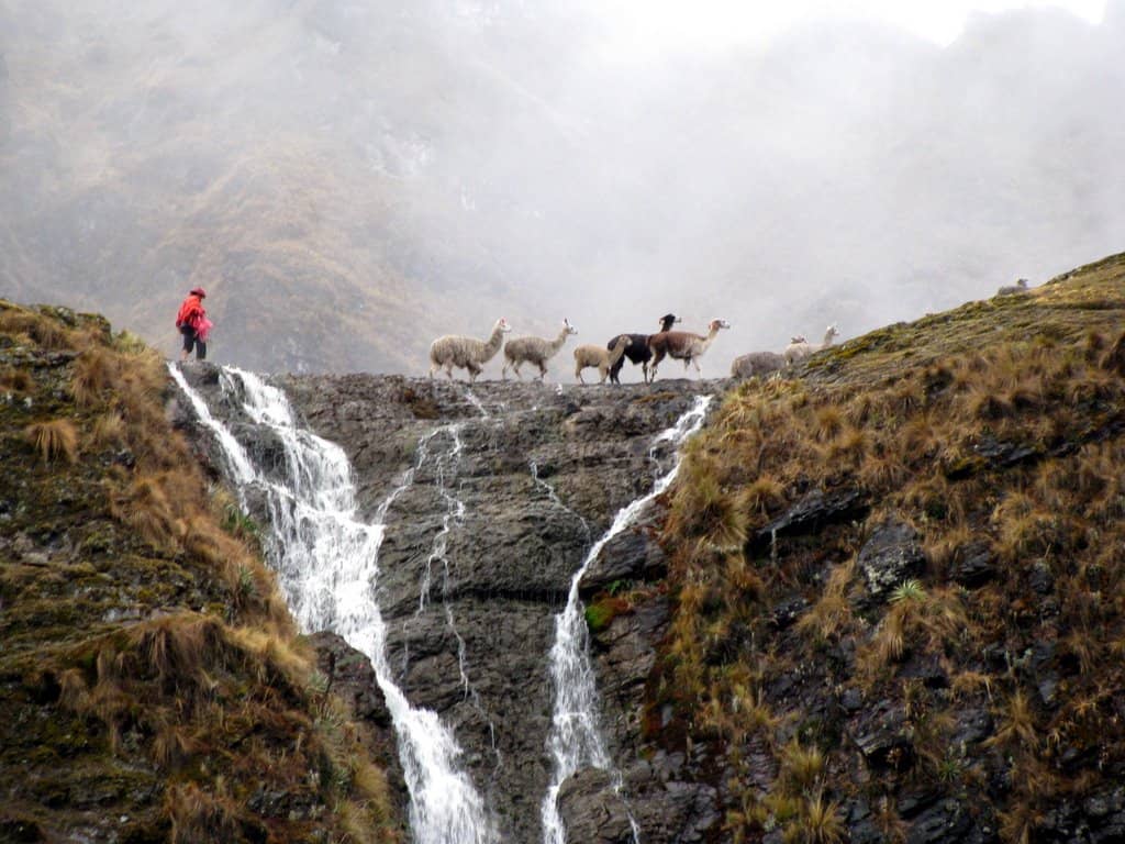lares comunity llamas - Caminata de Lares a Machu Picchu
